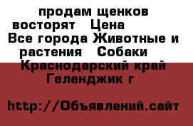 продам щенков восторят › Цена ­ 7 000 - Все города Животные и растения » Собаки   . Краснодарский край,Геленджик г.